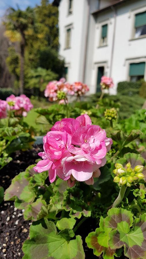 Villa Del Cigno Lecco Eksteriør billede